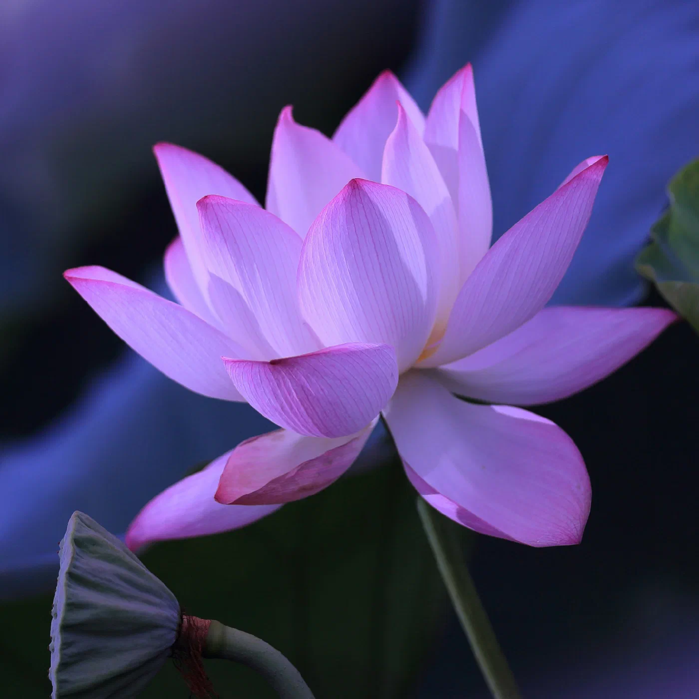Close-up of a pink lotus flower against a blurred purple background